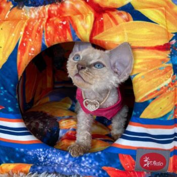 SIRKO rest transformer "Sunflower"