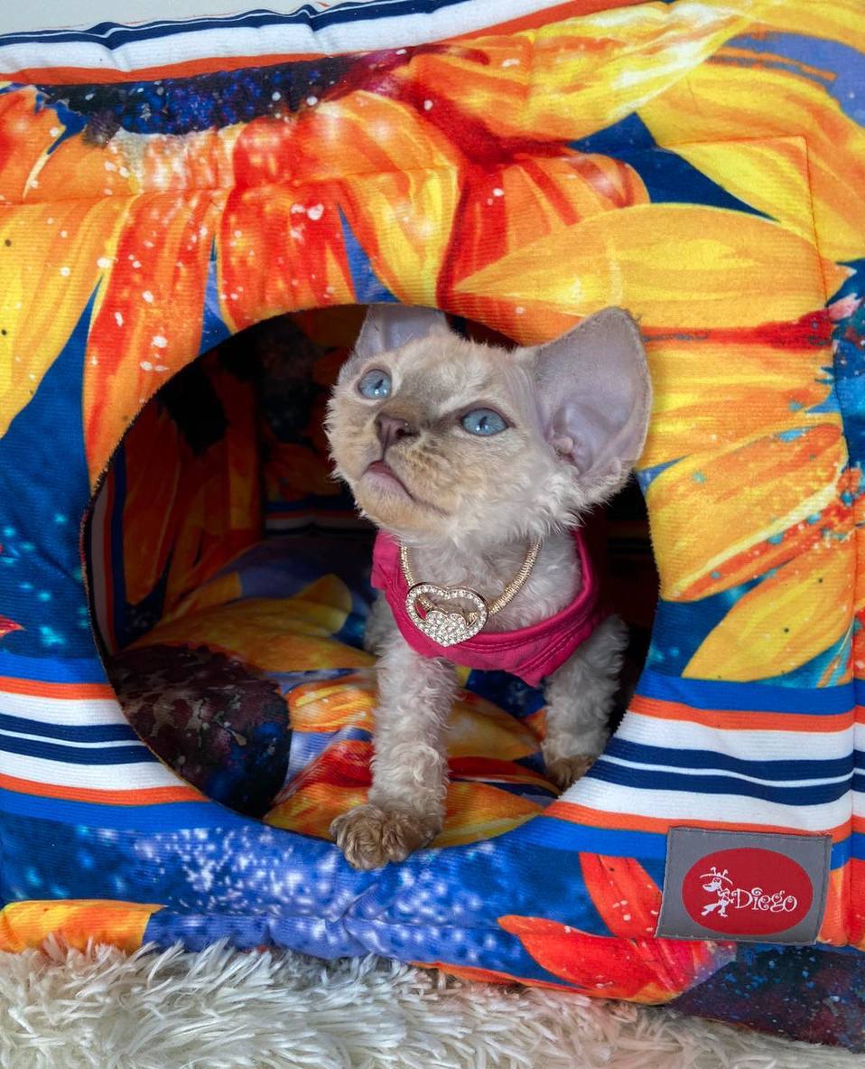 SIRKO rest transformer "Sunflower"