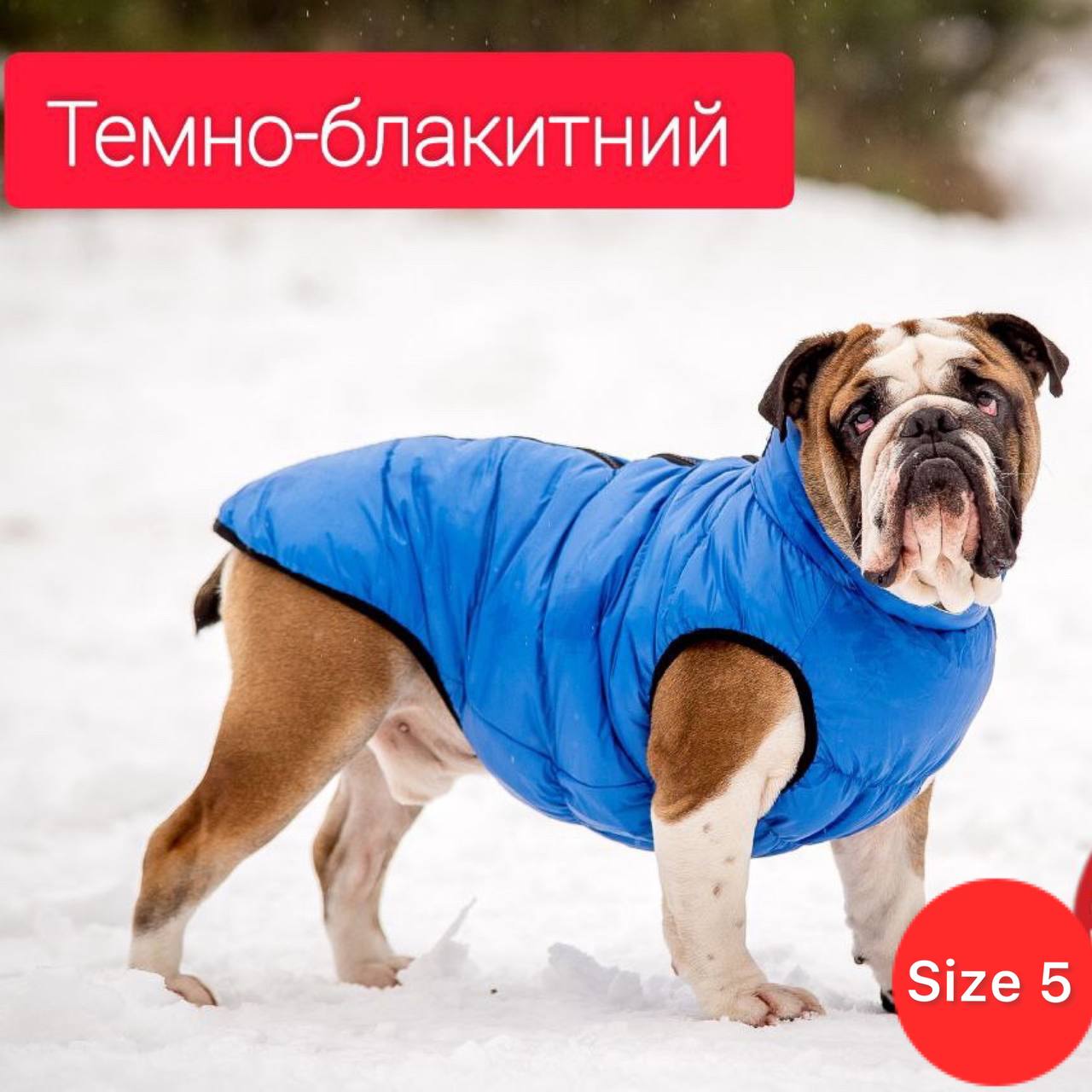 SIRKO sport "blue" - Image 4