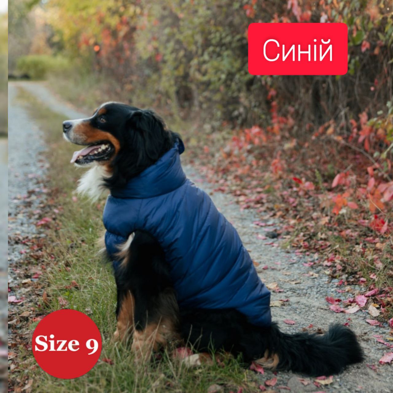 SIRKO sport "blue" - Image 2