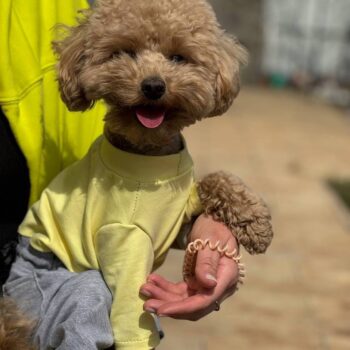 SIRKO suit "Yellow-grey"