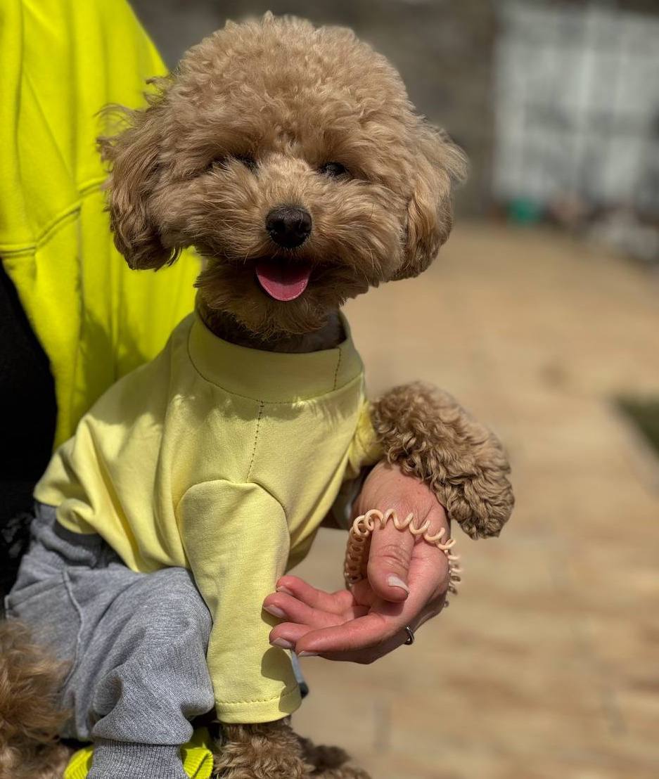 SIRKO suit "Yellow-grey"