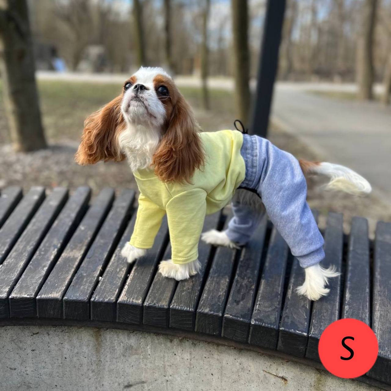 SIRKO suit "Yellow-grey" - Image 2