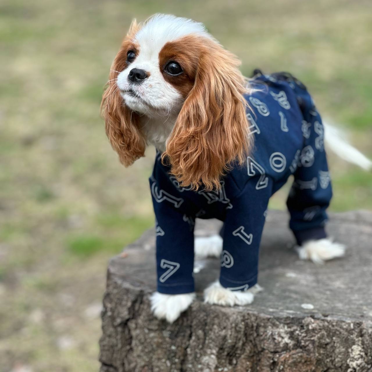 SIRKO costume "Blue letters"