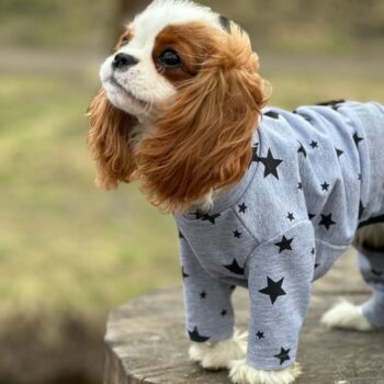 SIRKO costume "Stars"