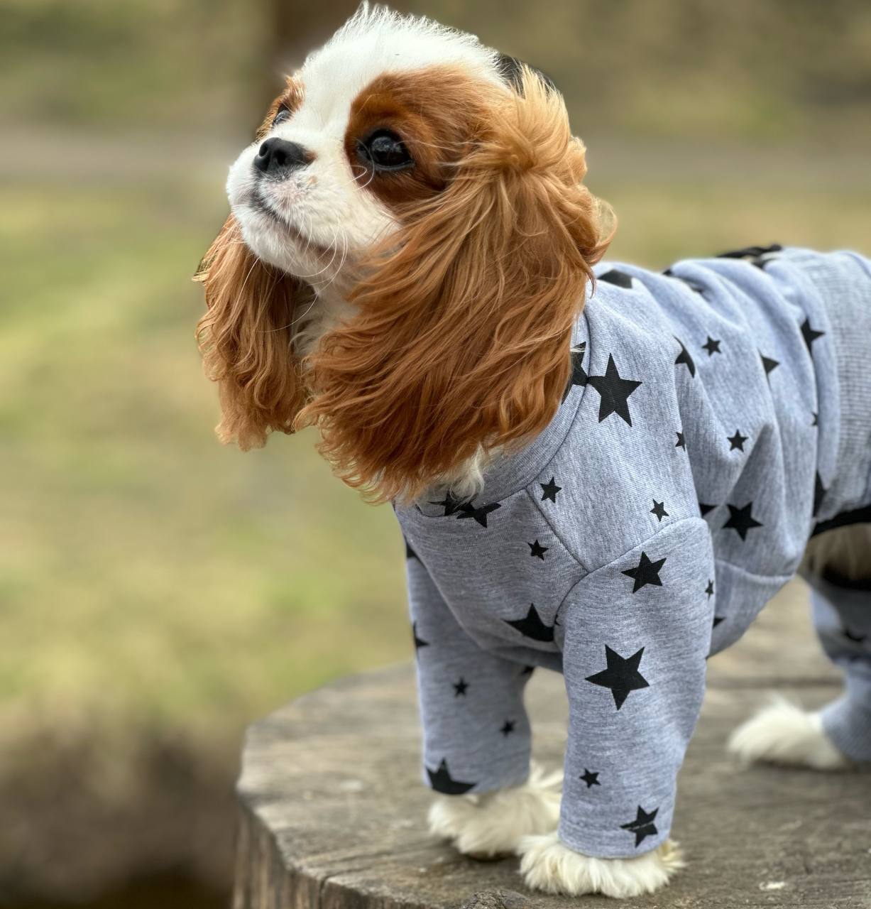 SIRKO costume "Stars"